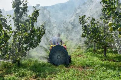 陳區鎮精心打造“一鎮一業”推進黃梨產業提檔升級，助力養生保健食品發展